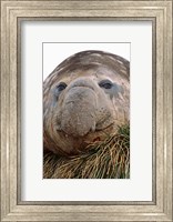 Framed Southern Elephant Seal, bull during harem and mating season, South Georgia