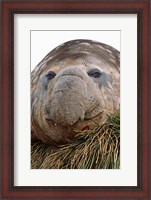 Framed Southern Elephant Seal, bull during harem and mating season, South Georgia