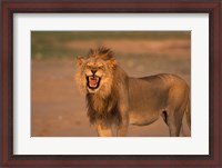 Framed South Africa, Kgalagadi, Lion, Kalahari desert