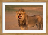 Framed South Africa, Kgalagadi, Lion, Kalahari desert