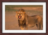 Framed South Africa, Kgalagadi, Lion, Kalahari desert