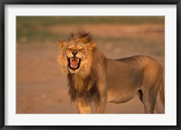 Framed South Africa, Kgalagadi, Lion, Kalahari desert