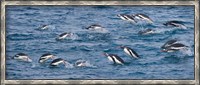 Framed South Georgia Island, Gentoo penguins