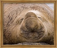 Framed South Georgia Island, Sleeping bull elephant seal