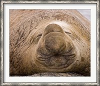 Framed South Georgia Island, Sleeping bull elephant seal