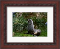 Framed South Georgia Island, Southern Fur seal