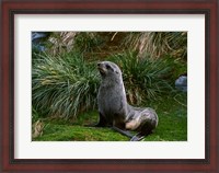 Framed South Georgia Island, Southern Fur seal