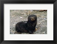 Framed South Georgia Island, Southern fur seal pup