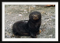 Framed South Georgia Island, Southern fur seal pup