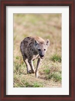 Framed Spotted Hyena, Crocuta crocuta, in the Maasai Mara, Kenya, Africa.