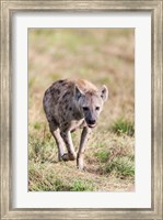 Framed Spotted Hyena, Crocuta crocuta, in the Maasai Mara, Kenya, Africa.