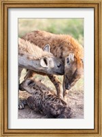 Framed Spotted Hyena, Maasai Mara, Kenya
