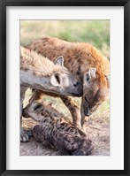 Framed Spotted Hyena, Maasai Mara, Kenya