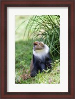 Framed Sykes monkey foraging in the Aberdare NP, Kenya, Africa.