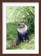Framed Sykes monkey foraging in the Aberdare NP, Kenya, Africa.