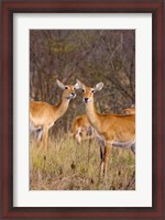 Framed Ugandan Kob in the Queen Elizabeth National Park Uganda, Africa.