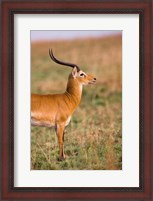 Framed Ugandan Kob, Murchison Falls National Park, Uganda