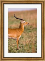 Framed Ugandan Kob, Murchison Falls National Park, Uganda