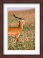 Framed Ugandan Kob, Murchison Falls National Park, Uganda