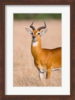 Framed Ugandan Kob, Queen Elizabeth National Park, Uganda