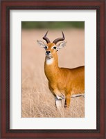 Framed Ugandan Kob, Queen Elizabeth National Park, Uganda