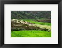 Framed Spectacular green rice field in rainy season, Ambalavao, Madagascar