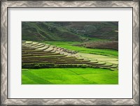 Framed Spectacular green rice field in rainy season, Ambalavao, Madagascar