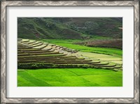 Framed Spectacular green rice field in rainy season, Ambalavao, Madagascar