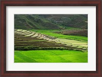 Framed Spectacular green rice field in rainy season, Ambalavao, Madagascar