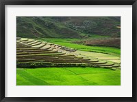 Framed Spectacular green rice field in rainy season, Ambalavao, Madagascar