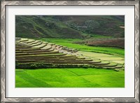 Framed Spectacular green rice field in rainy season, Ambalavao, Madagascar