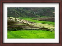 Framed Spectacular green rice field in rainy season, Ambalavao, Madagascar