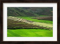 Framed Spectacular green rice field in rainy season, Ambalavao, Madagascar