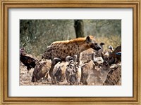 Framed Spotted hyenas and vultures scavenging on a carcass in Kruger National Park, South Africa