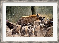 Framed Spotted hyenas and vultures scavenging on a carcass in Kruger National Park, South Africa