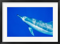 Framed Spinner Dolphin, Sha'ab Samadai, Red Sea, Egypt