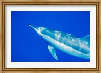 Framed Spinner Dolphin, Sha'ab Samadai, Red Sea, Egypt