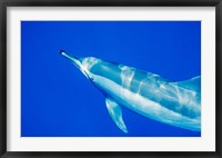 Framed Spinner Dolphin, Sha'ab Samadai, Red Sea, Egypt