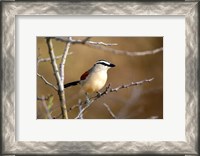 Framed Three Streaked Tchagra bird, Etosha NP, Namibia