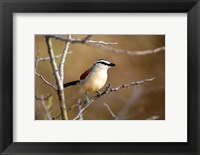 Framed Three Streaked Tchagra bird, Etosha NP, Namibia