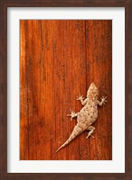 Framed Tokay Gecko lizard, Striated Wood, Africa