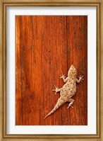 Framed Tokay Gecko lizard, Striated Wood, Africa