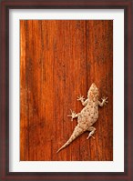 Framed Tokay Gecko lizard, Striated Wood, Africa