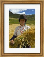 Framed Tibetan Farmer Harvesting Barley, East Himalayas, Tibet, China