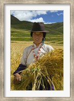 Framed Tibetan Farmer Harvesting Barley, East Himalayas, Tibet, China