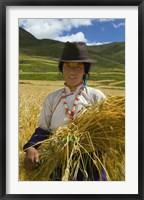 Framed Tibetan Farmer Harvesting Barley, East Himalayas, Tibet, China