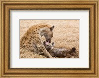 Framed Tanzania, Ngorongoro Conservation Area, Spotted hyena