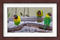 Framed Tanzania. Yellow-collared Lovebirds, Tarangire NP