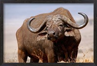 Framed Tanzania, Ngorongoro Crater. African Buffalo wildlife