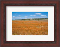 Framed Field of Spring flowers, South Africa